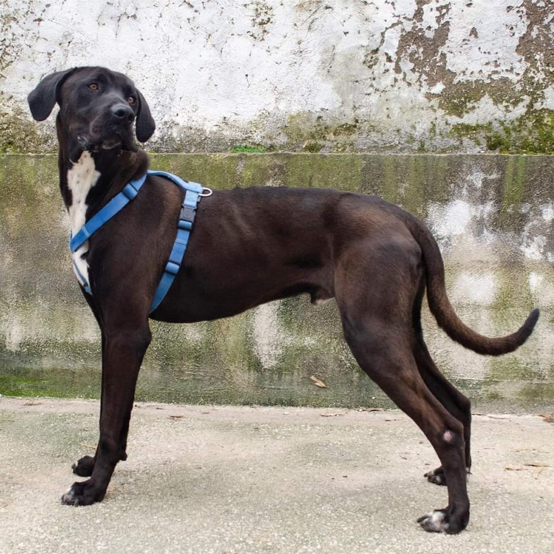 Sansone cane a Napoli in Regalo