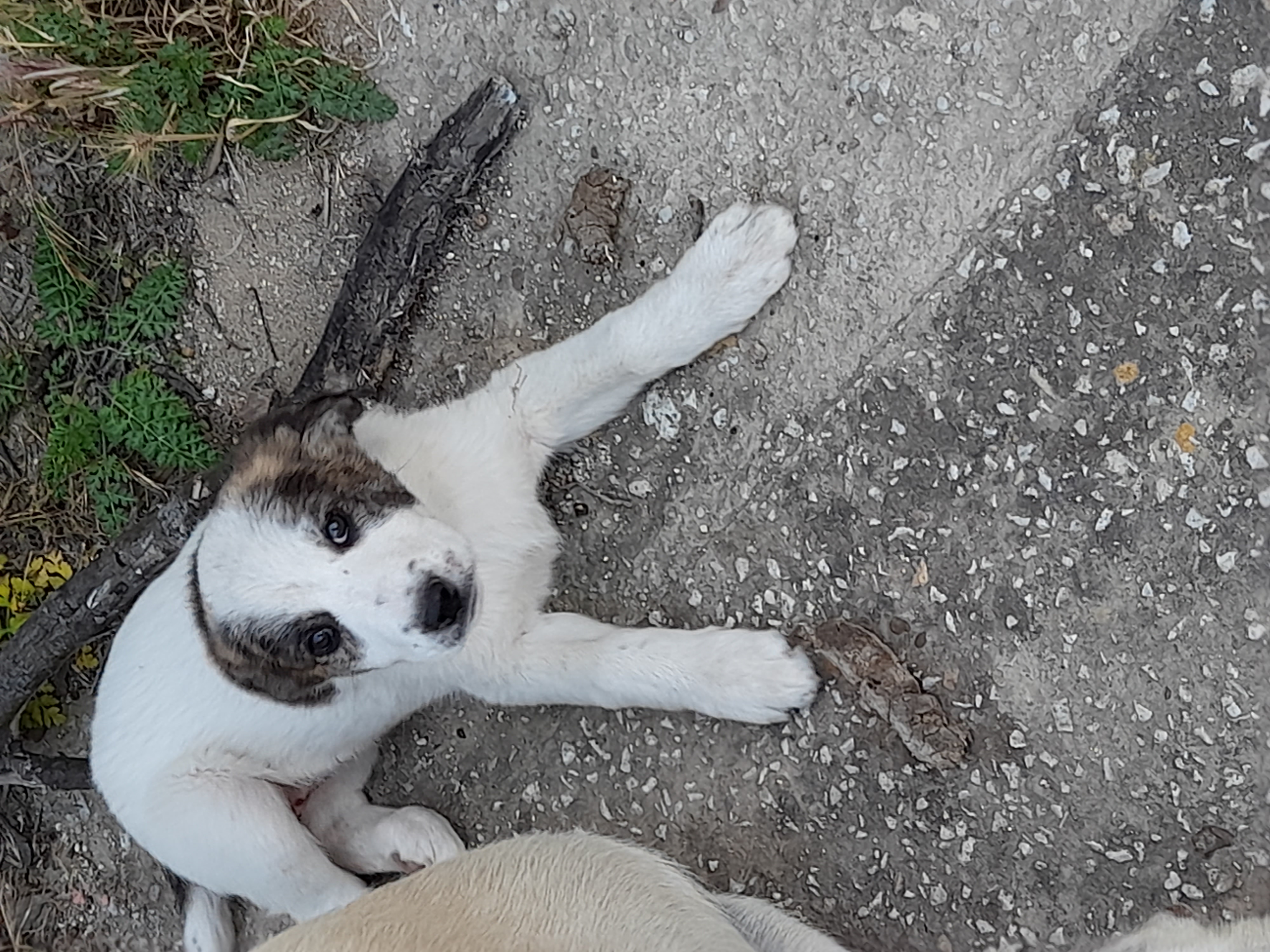 cuccioli di setter in regalo