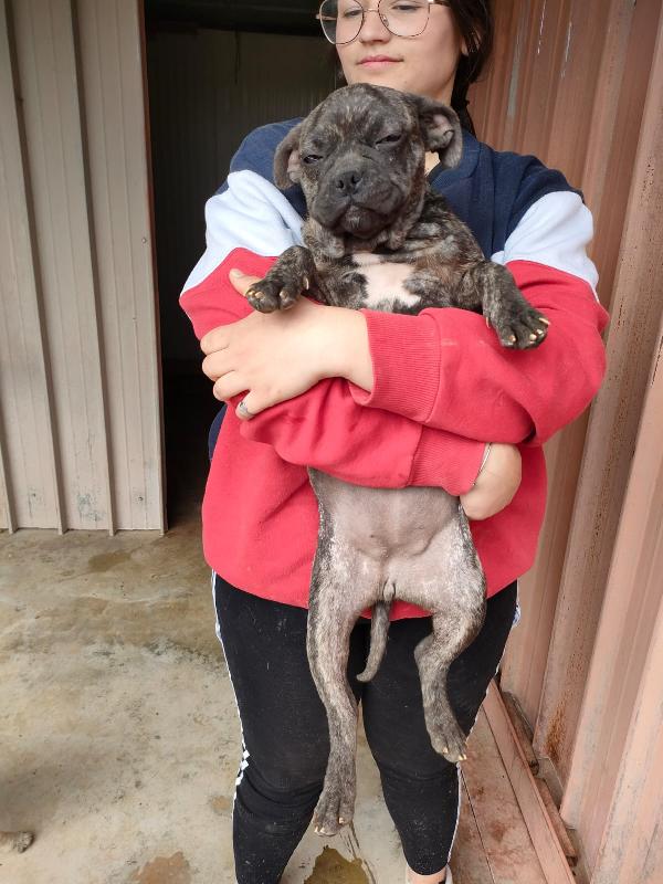 Kim Splendida Cucciola Simil Bulldog Francese 