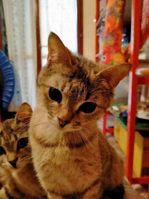 Bambi E Puffetta Gattine 8 Mesi
