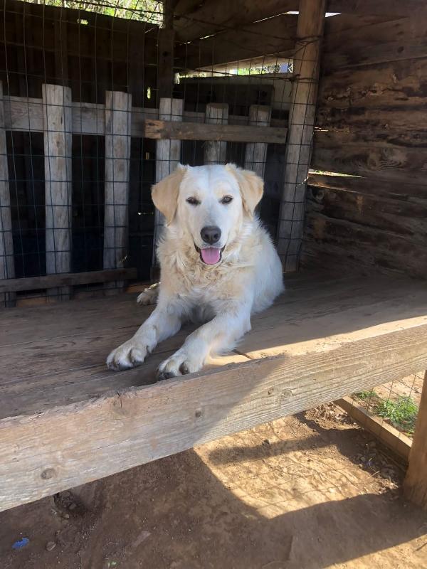 Stella Giovane Simil Golden 