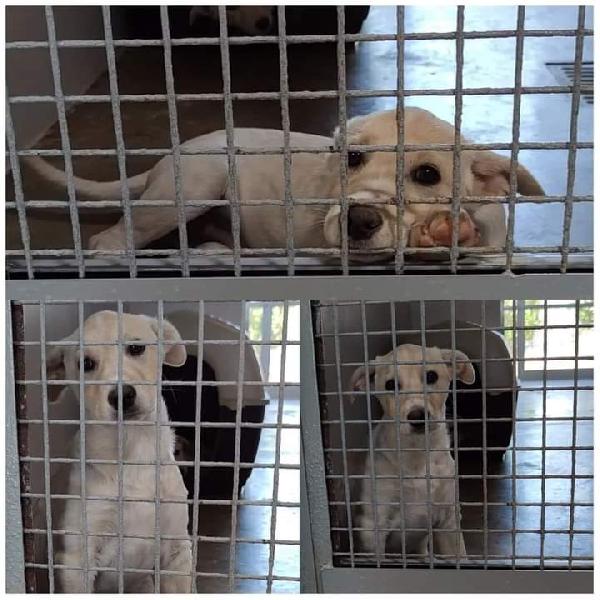 Vivienne, Taglia Medio Contenuta!