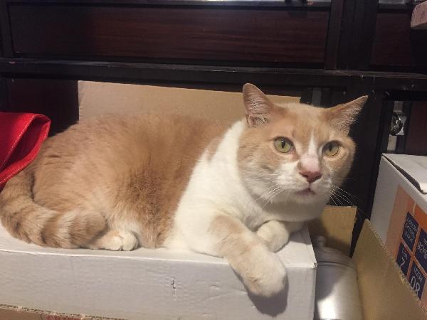 Pallino Cerca Una Nuova Famiglia