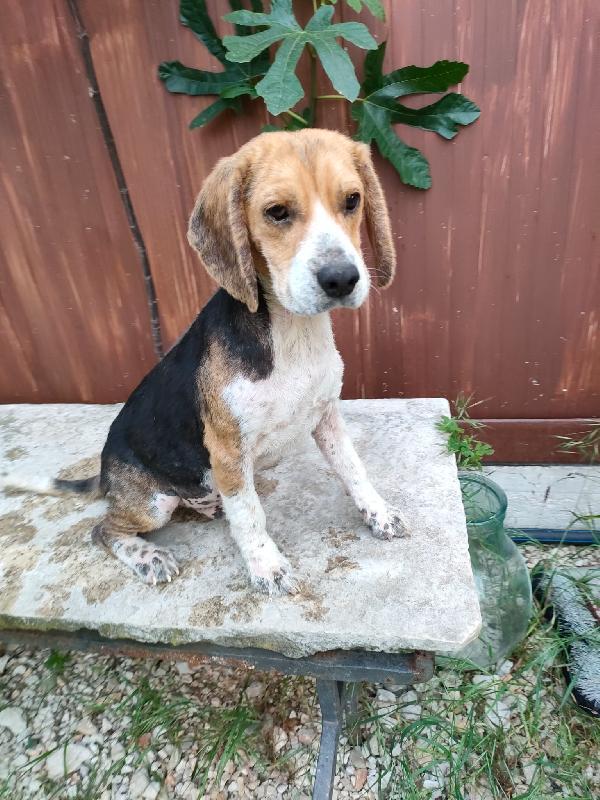 Spencer Cucciolo Simil Beagle