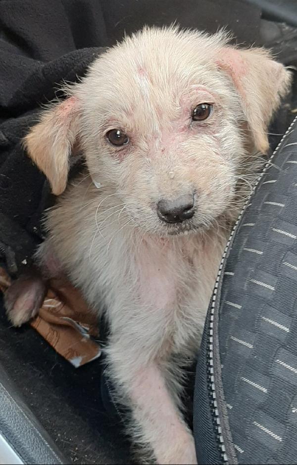 THEODOR, CUCCIOLO RECUPERATO SOGNA UNA CASA Foto 2