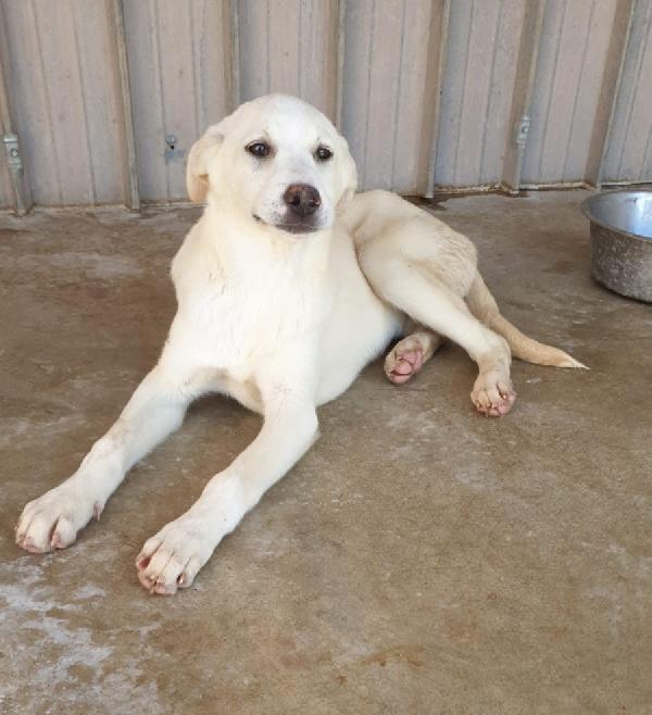 Paprika Cucciola Simil Labrador
