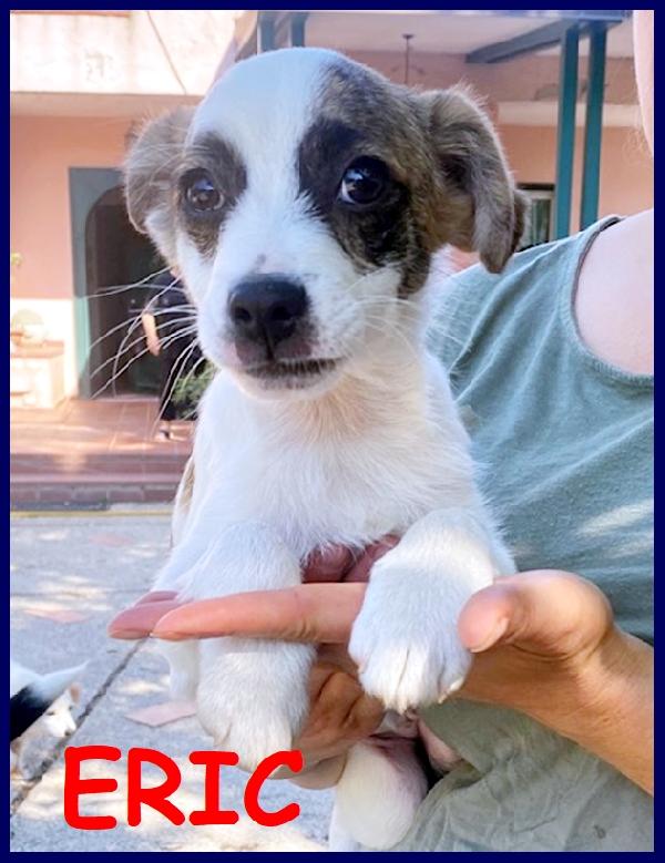 Eric Cuccioletto 3 Mesi Tg Piccola Abbandonato In Un Giardino