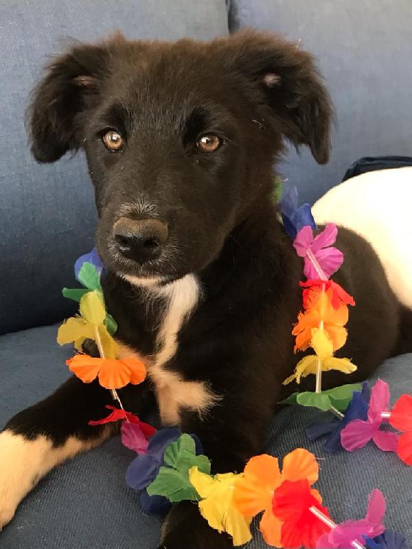 Cucciola In Adozione