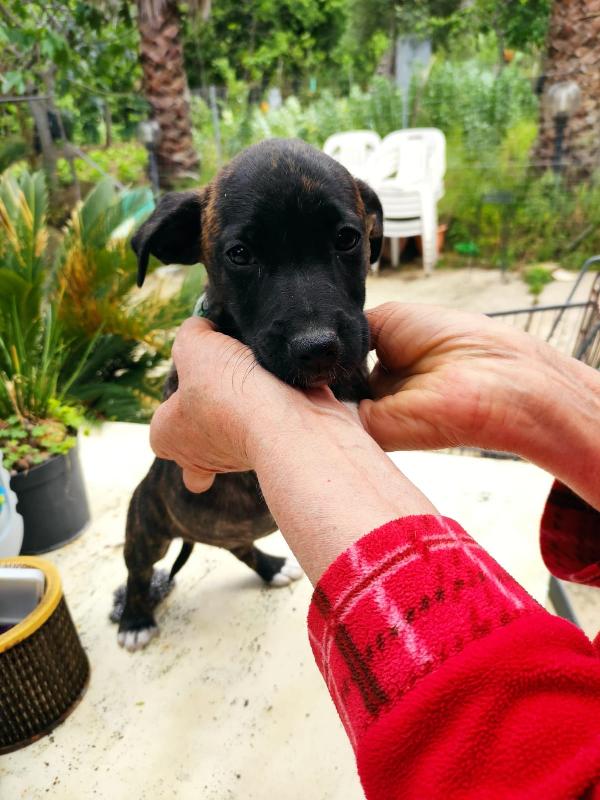 Zoe E Ziva Cucciole 3 Mesi Taglia Medio Contenuta