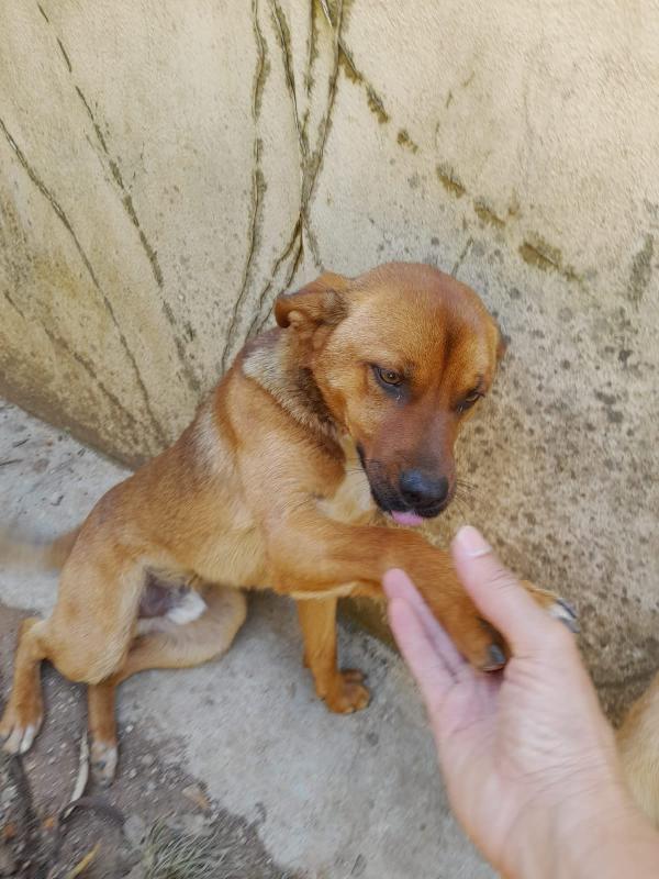 Teo Cagnolino Taglia Medio Piccola