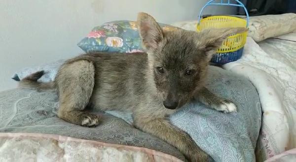 Gaia Cucciola Simil Lupetta