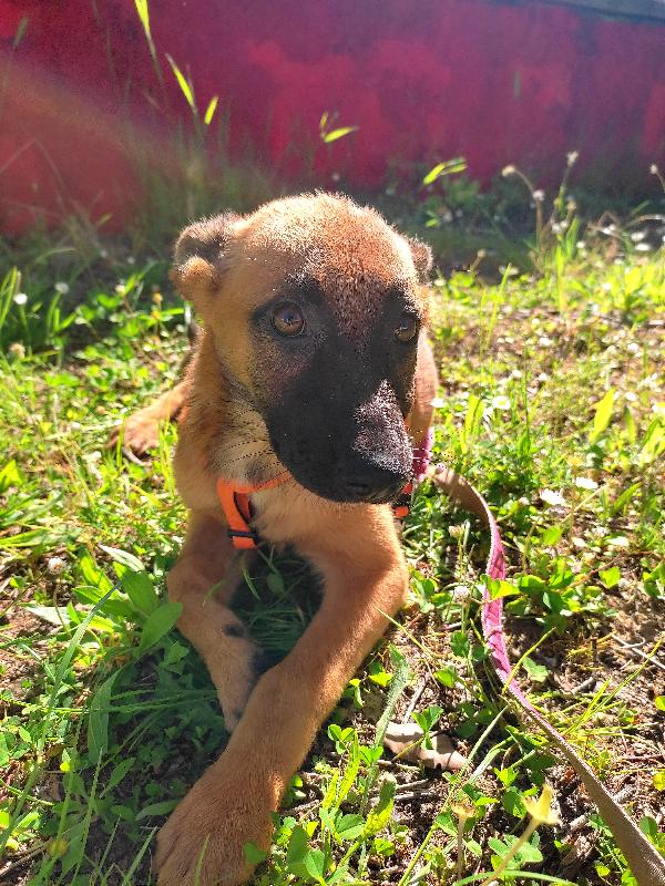 Siria, Cucciola Che Cerca Casa In Toscana