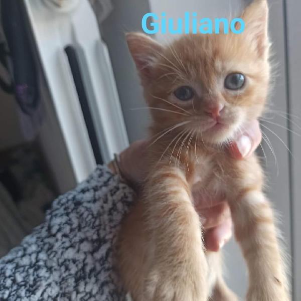 I Kiss Me Licia Cats