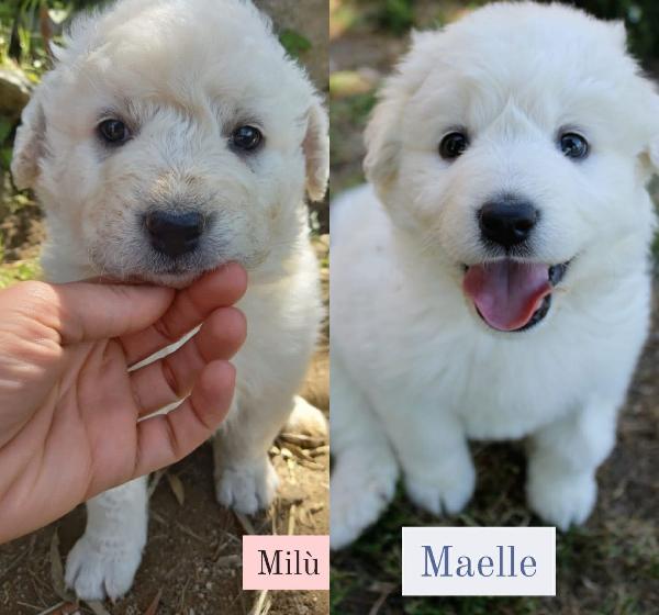 Maelle E Milù Cucciole Simil Maremmano
