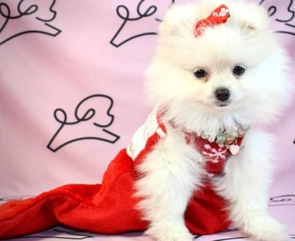 Bellissimi cuccioli di Pomerania