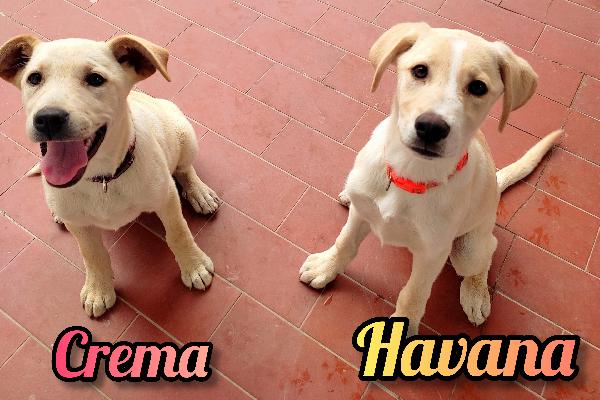 Cucciole Di 4 Mesi, Simil Labrador