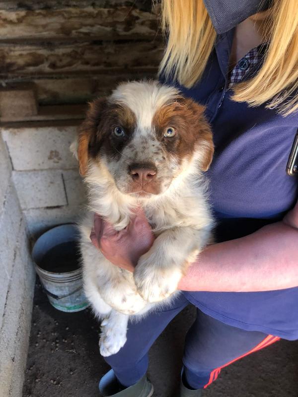 Milo Cucciolo Simil Pastore