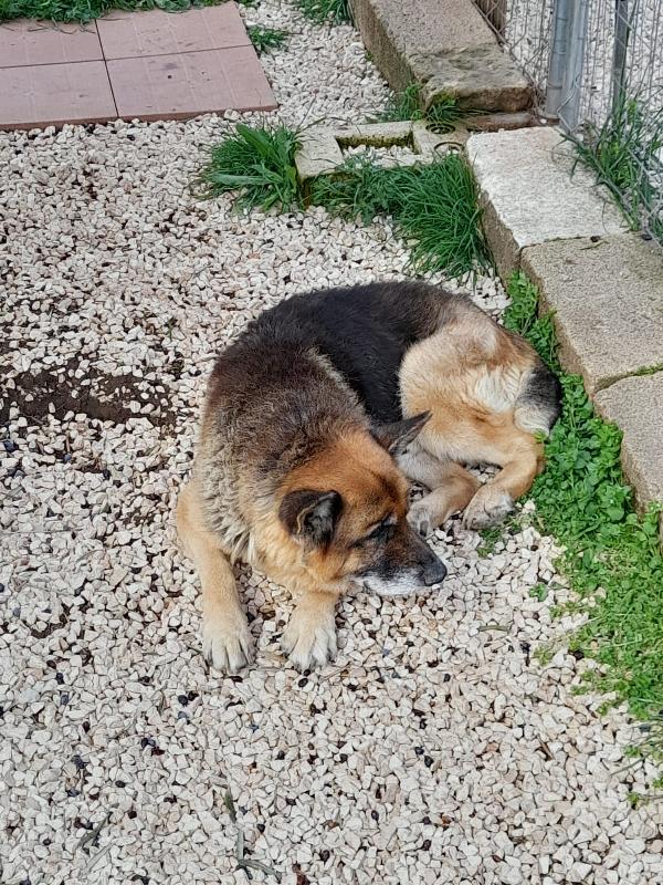 Nonno Rex, Pastore Tedesco