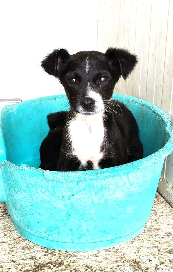 Cucciola In Adozione Futura Taglia Medio Piccola