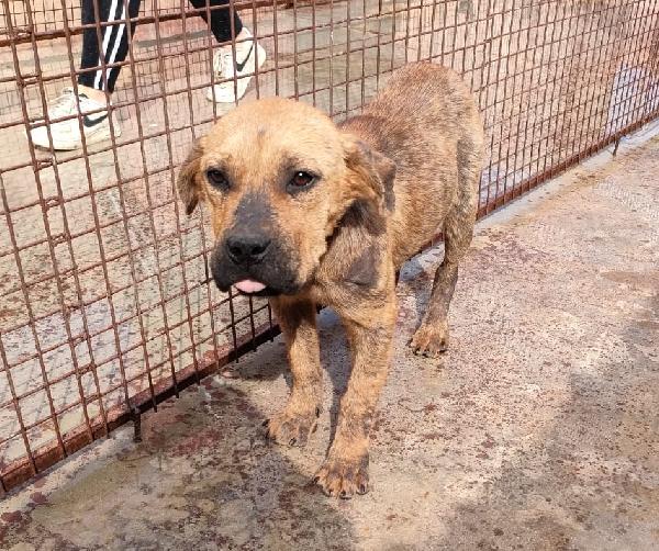 Boro, Cucciolo Mix Amstaff Di 7 Mesi