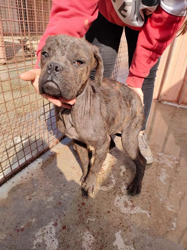 Tabata, Dolce Cucciola Mix Dogue De Bourdeaux
