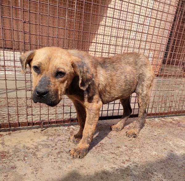 Boro, Adorabile Cucciolo Di 7 Mesi, Mix Amstaff