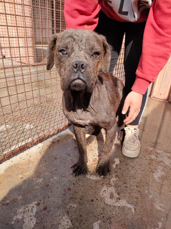 Tabata, Cucciolotta Di 7 Mesi, Mix Dogue De Bordeaux 
