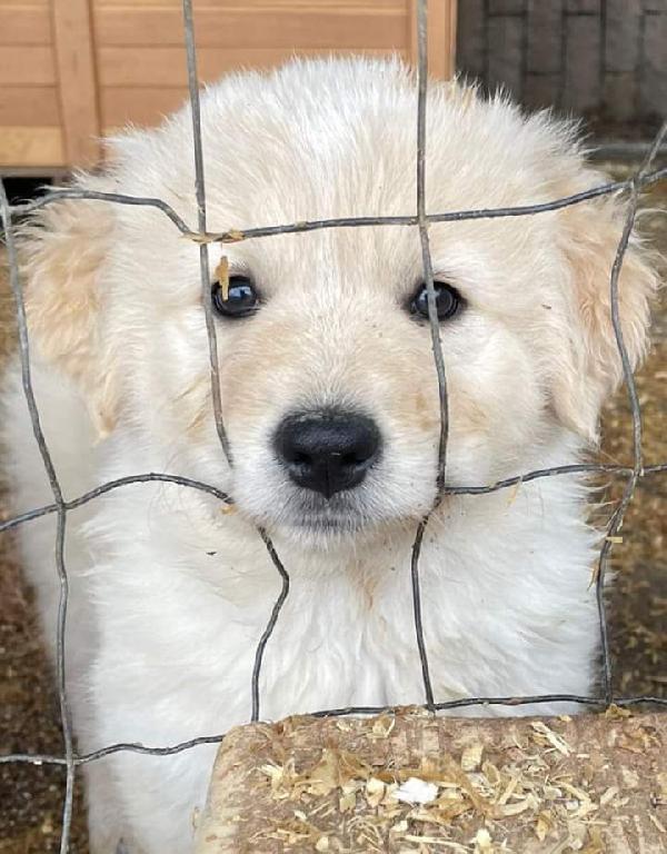 Alaska, Taglia Medio-Grande!