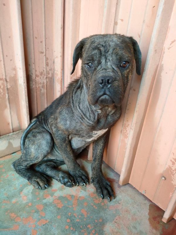 Tabata, Gli Occhi Della Purezza! Cucciola Di Sette Mesi, Futura Taglia Media/Grande