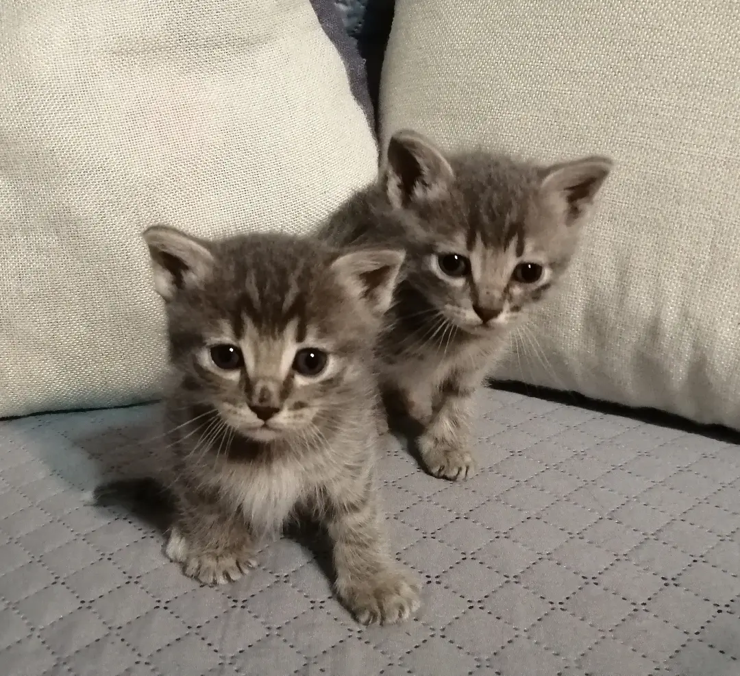 Due Gattini In Adozione A Cagliari!