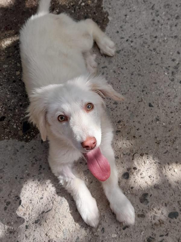 Bunny Cucciola Taglia Piccola