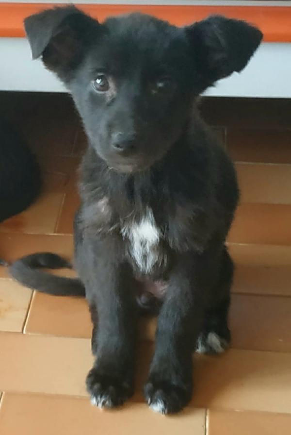 Diana E Nerina Cucciole Taglia T