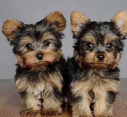 Disponibili fantastici cuccioli di Yorkie