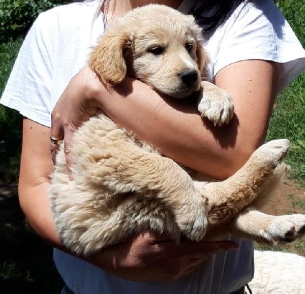 Arturo, Simil Golden!