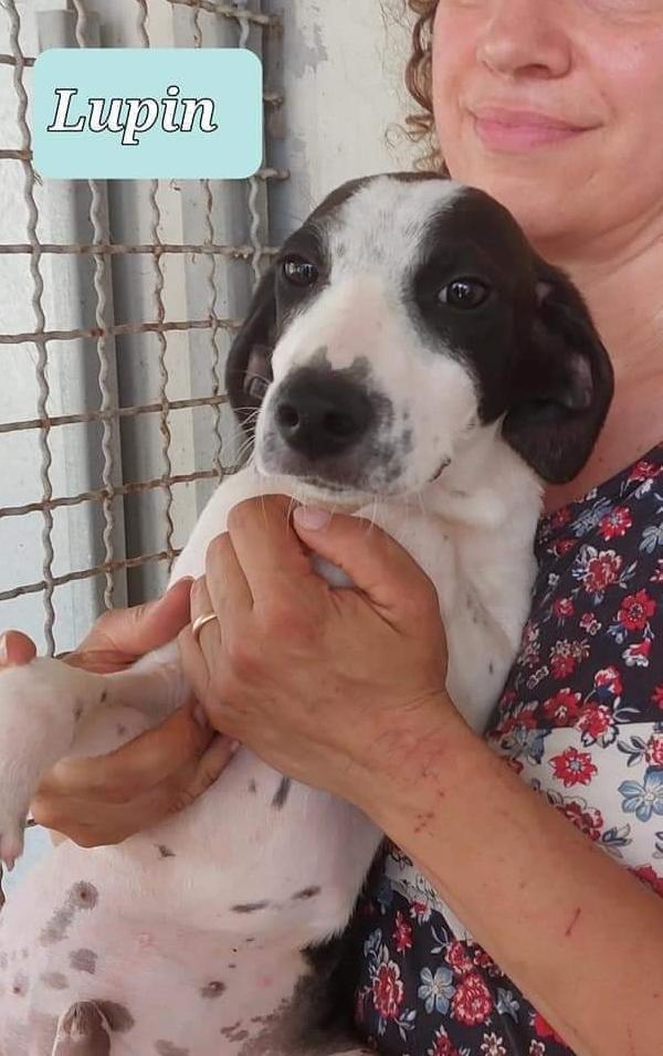 Cuccioli In Cerca D'amore 