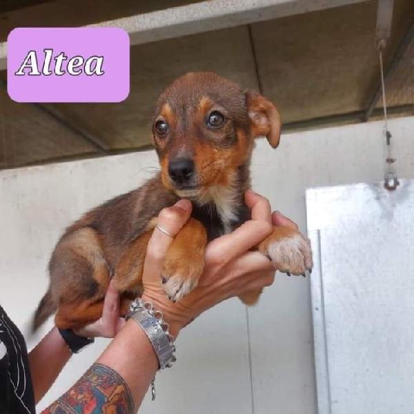 Cuccioli Taglia Piccola 