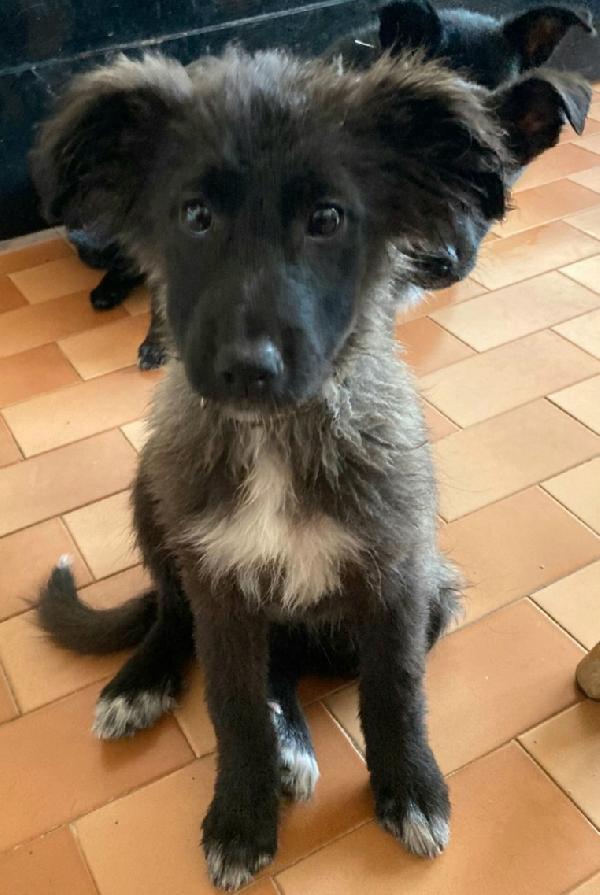 Orsetta Cucciola Taglia Media