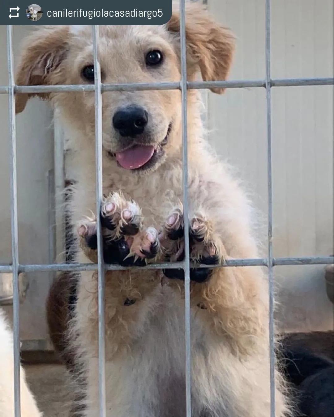 Zagor, Taglia Media!