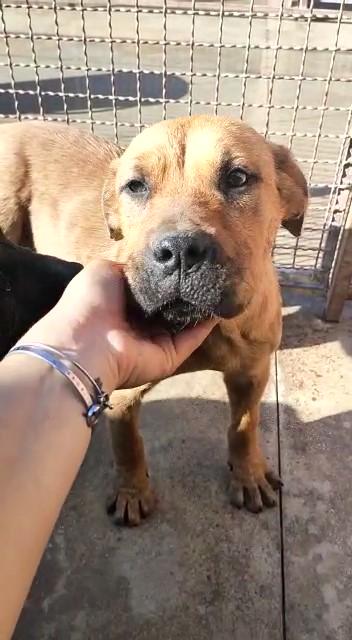 Boro Cucciolo Taglia Media