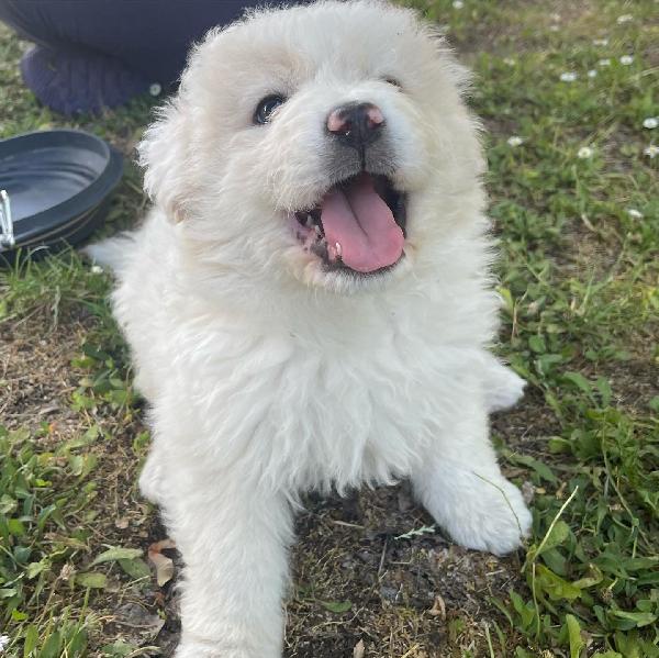 Dormiva Sul Fratello Morto