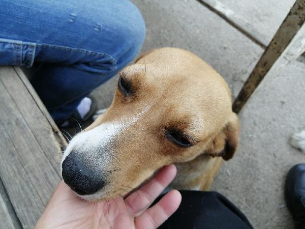 Milady Simil Segugio Taglia Medio Piccola