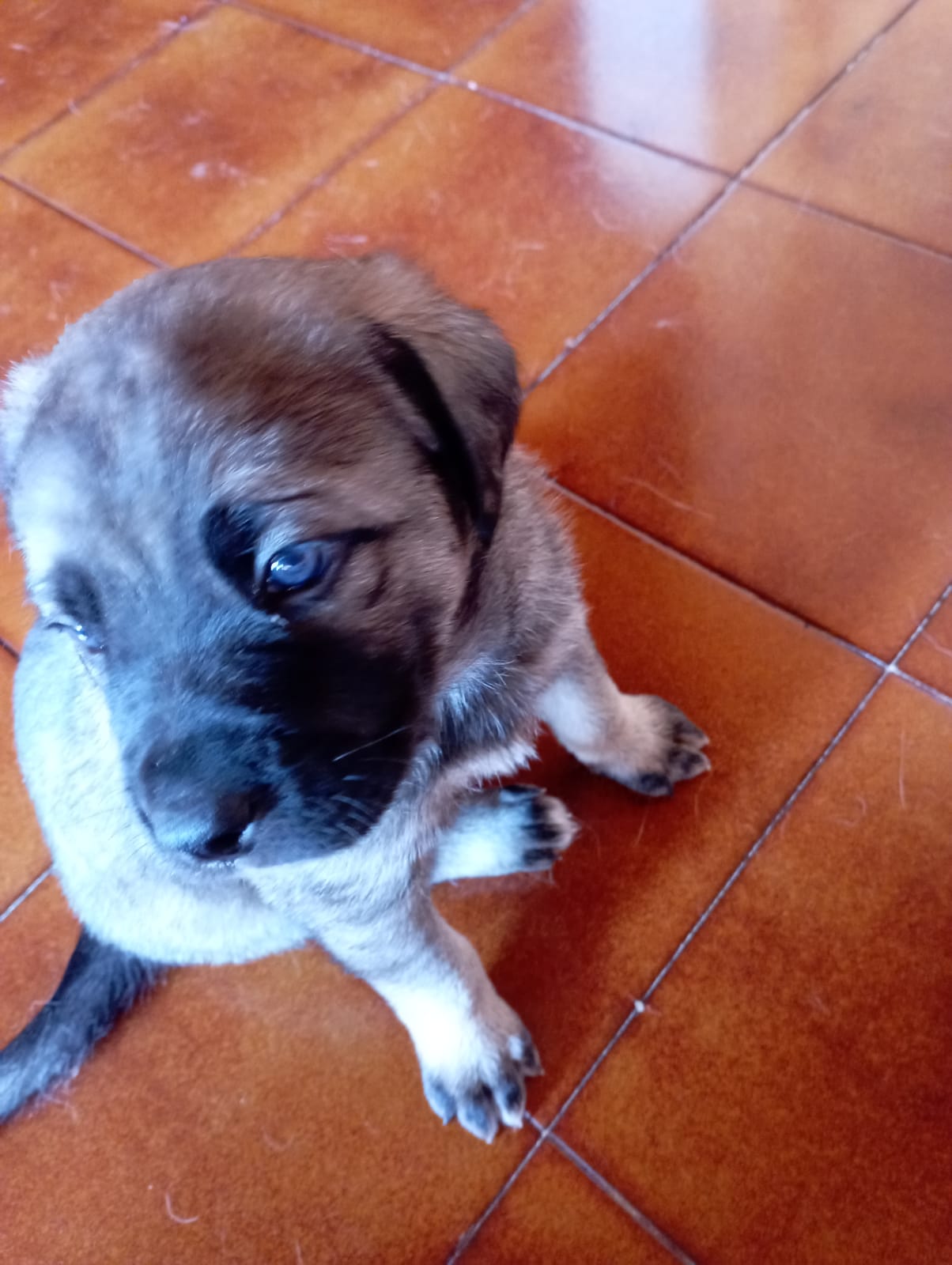 cuccioli di cane corso in regalo