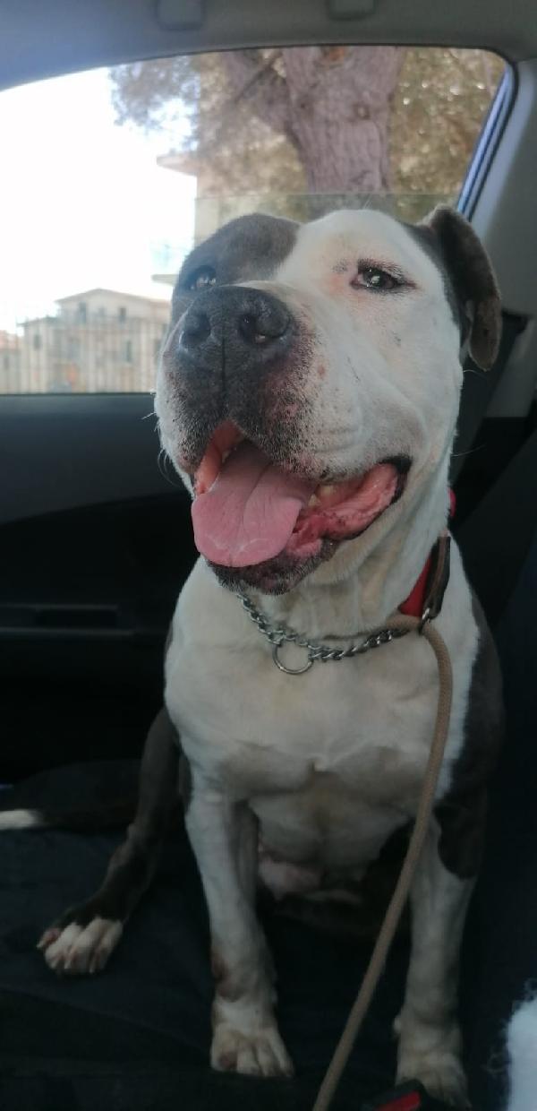 Sky, Una Meraviglia Di Amstaff, 4 Anni