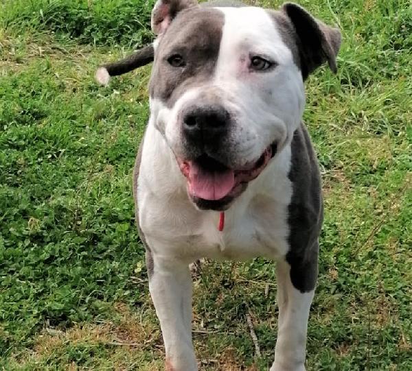 Sky, 4 Anni, Meraviglia Di Amstaff 