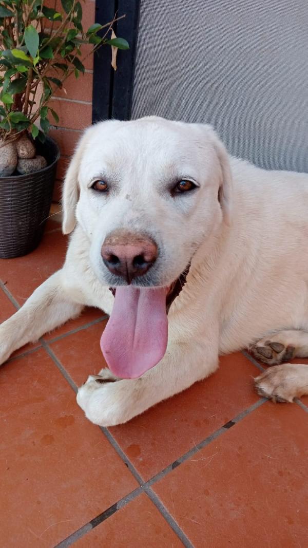 Totò Giovane Simil Labrador