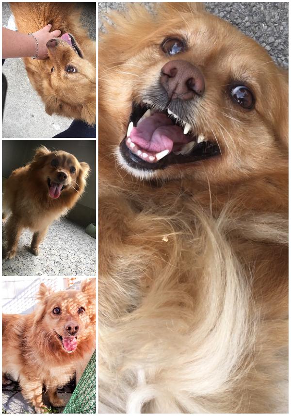 Adozione Di Coppia Cercasi 