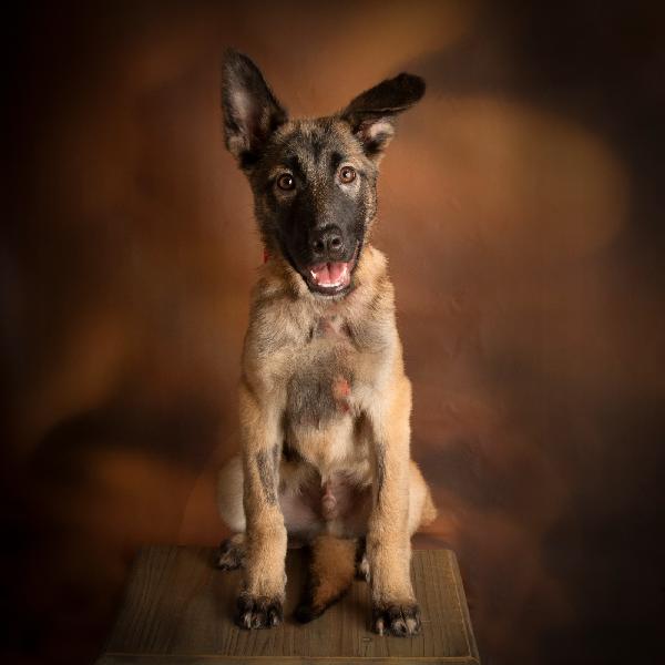 Cuccioli Di Tg Media, In Toscana, 4 Mesi