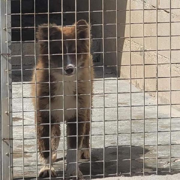 Alaska,Cucciola Husky! (4Mesi)