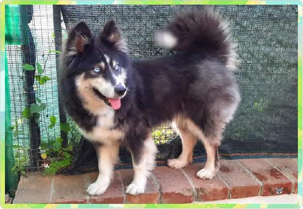 Nanuk, Taglia Media Contenuta! (4 Anni)