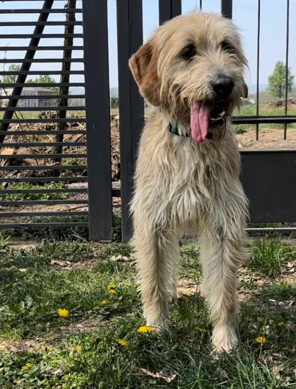 Loki, Simil Spinone!